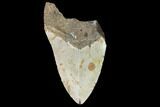 Bargain, Fossil Megalodon Tooth - North Carolina #91609-1